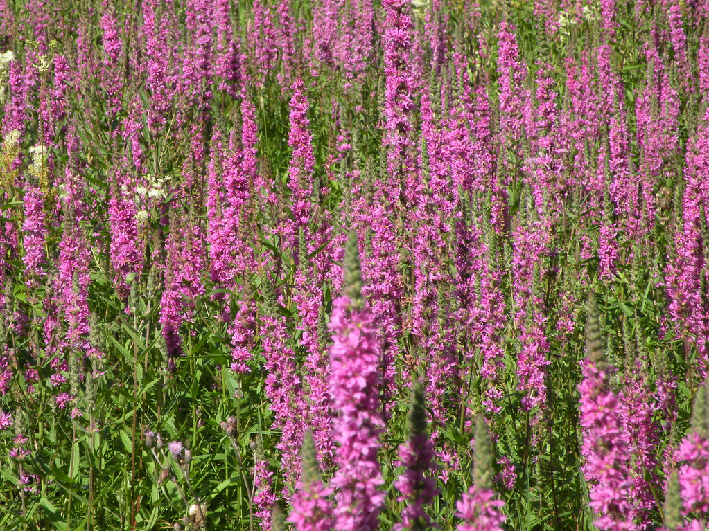 ROSEBAY WILLOW HERB Hawley Meadows Camberley Surrey 20120… Neil
