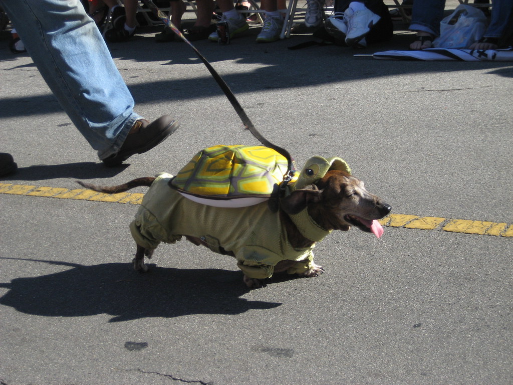 Long Beach Halloween Dog Parade 2012 Spencerette Flickr