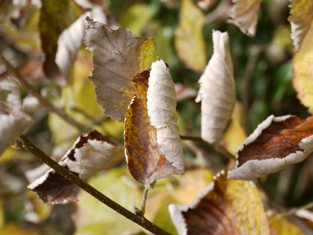 White Beam leavesWoodland Holmer GreenAutumNov2012im… Flickr