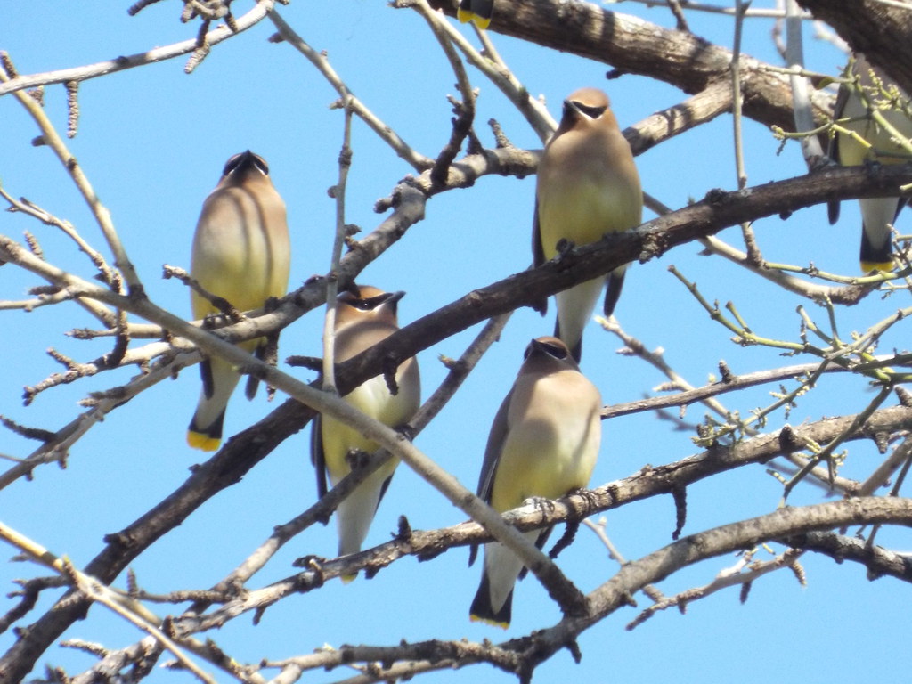 Cedar waxwings at Limestone Quarry Park Frisco, Texas, Mar… Flickr