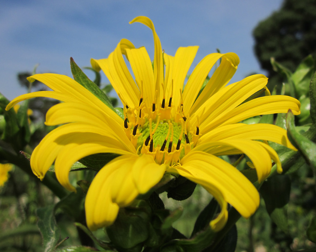Yellow flower, green center Monceau Flickr