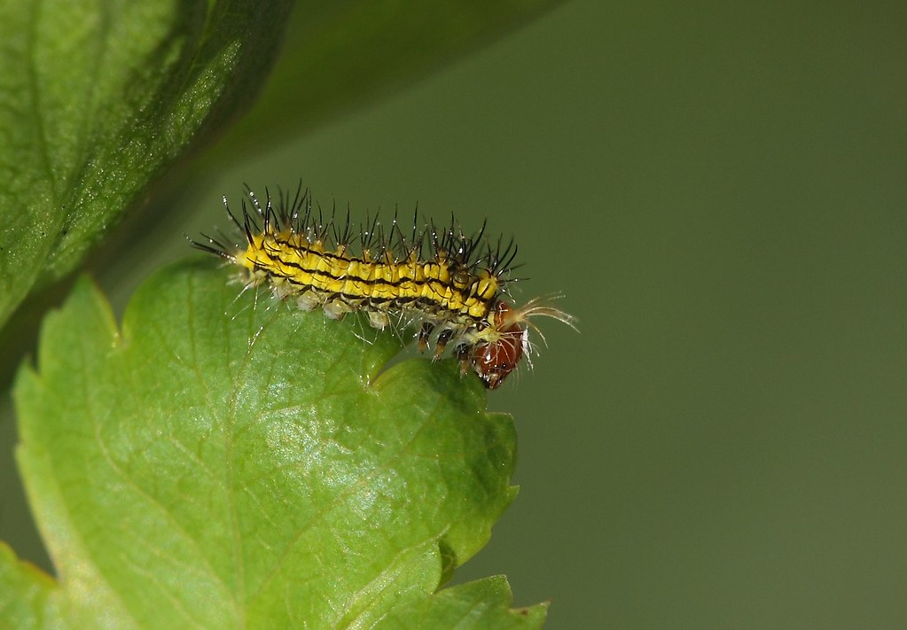 Japanese oak silkmoth (Antheraea yamamai) caterpillar, fir… Flickr