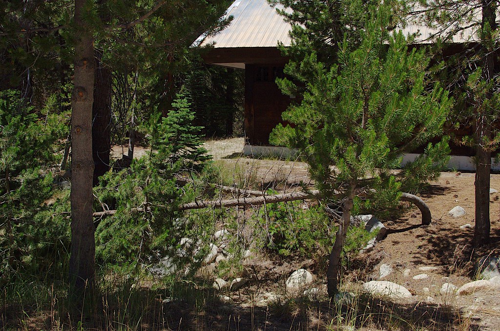 IMGP7843 Lodgepole Pine Utterly fascinating how these tree… Flickr