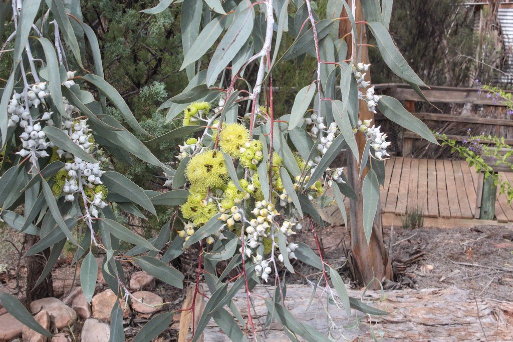 Eucalyptus woodwardii (Lemon Flowered Gum) Lemon Flowered … Flickr