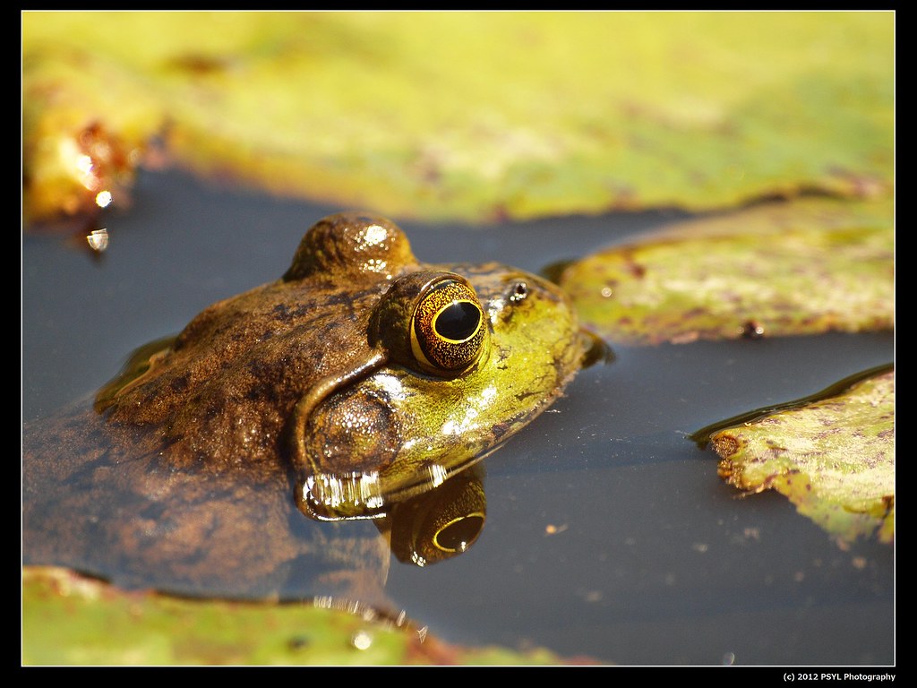 Green Frog (Rana clamitans) Location Missouri Botanical G… Flickr
