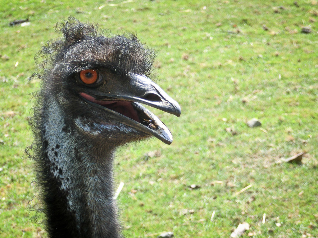 Emu At a farmstall in Massachusetts. Point and shoot camer… Flickr