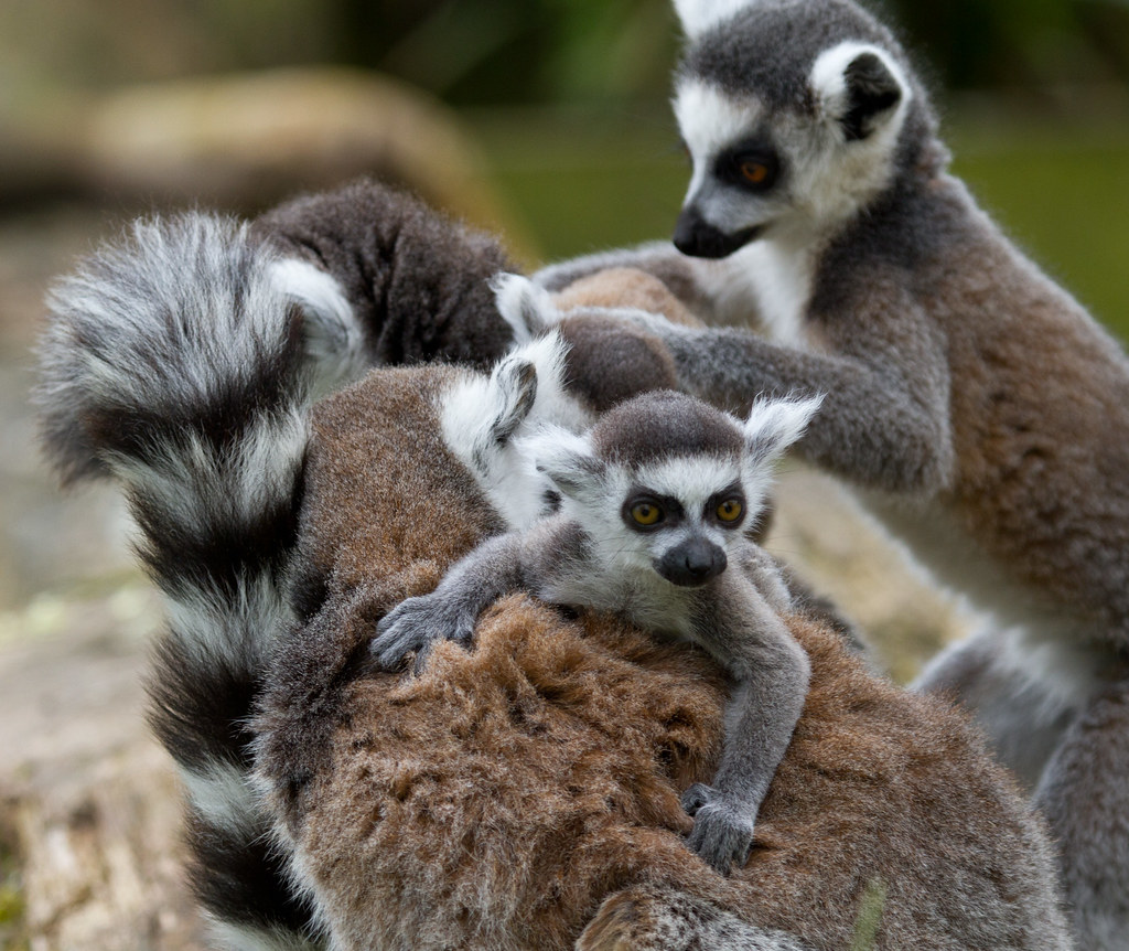 Cotswold Wildlife Park RingTailed Lemurs Jon Law Flickr