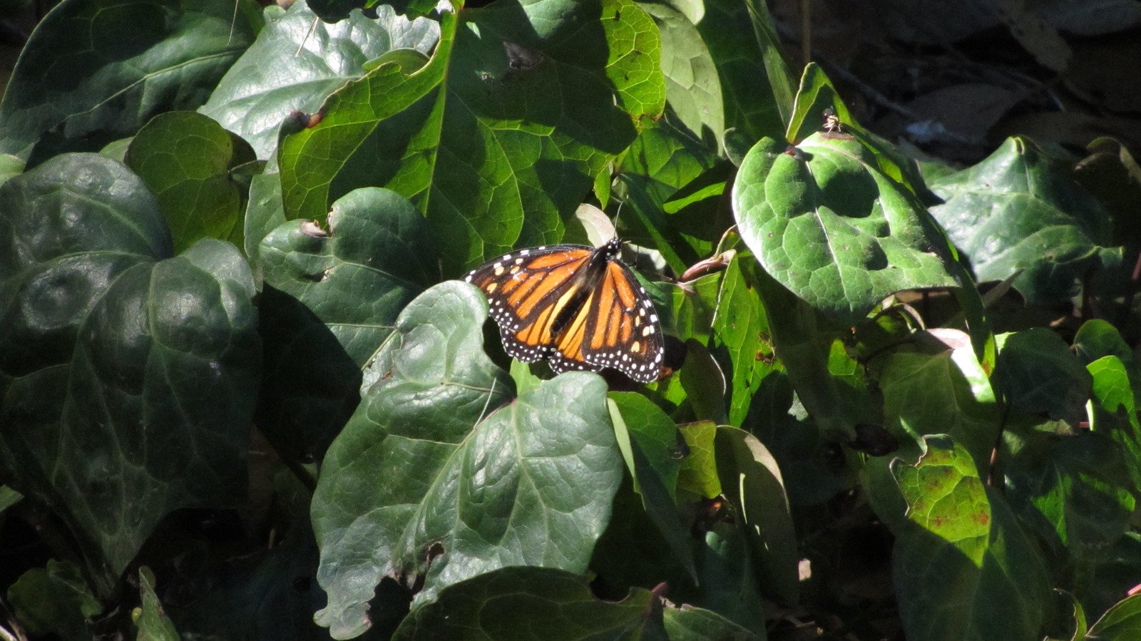 121103 The Bluffs Goleta Sperling Coronado Monarch butterfly Flickr