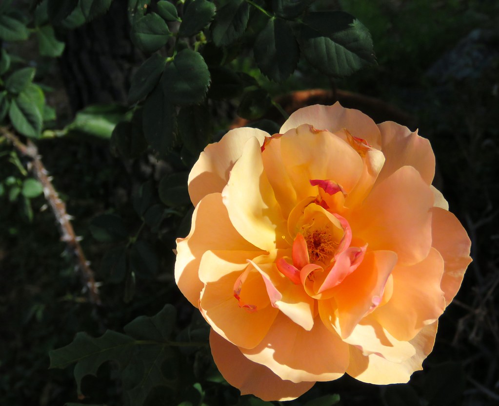 Orange & Yellow Rose Under Pine Tree IMG_3130 Version… Flickr