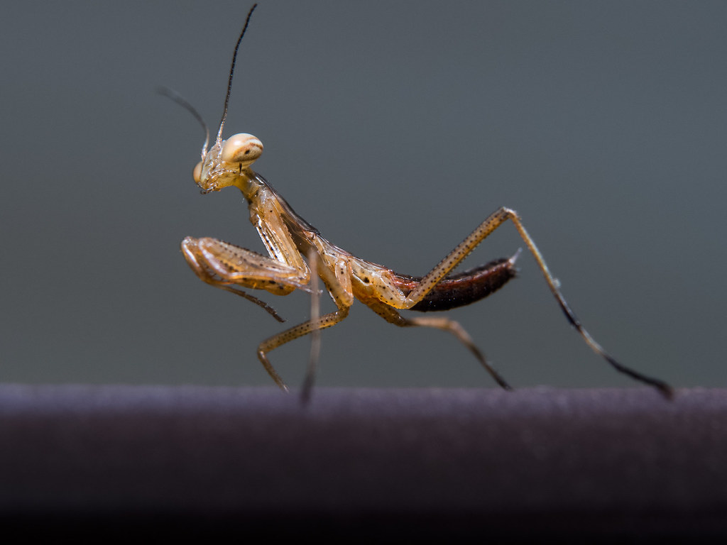 Closeup of a young praying mantis Depicted baby Praying … Flickr