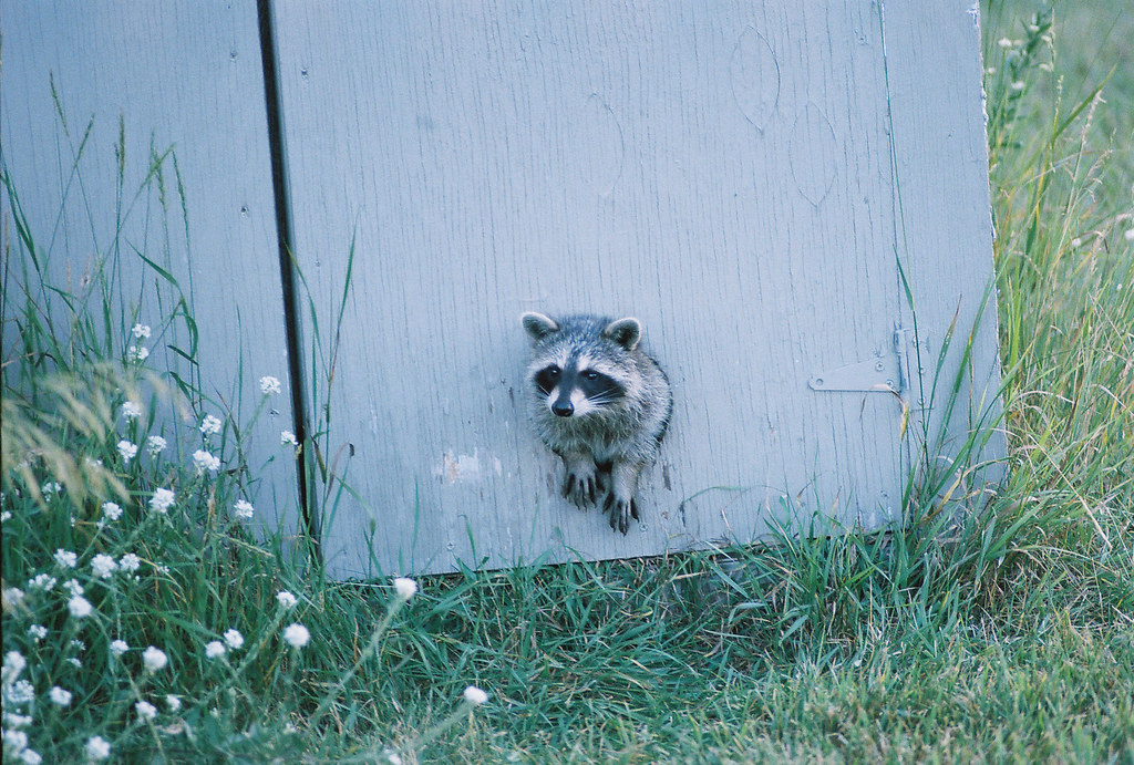 raccoons This happens to be the shed where my parents feed… Flickr