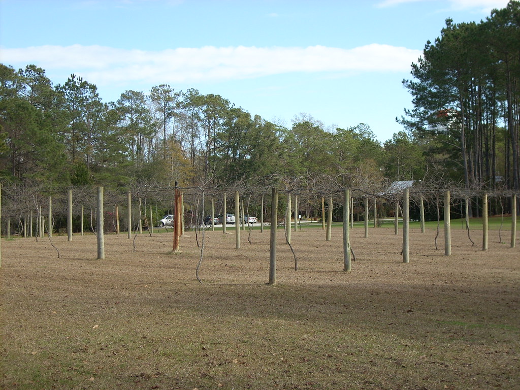 La Belle Amie Vineyard Little River, SC sociology_thom Flickr