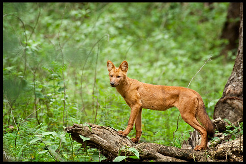 Indian Wilddog / Dhole Scientific Name Cuon alpinus