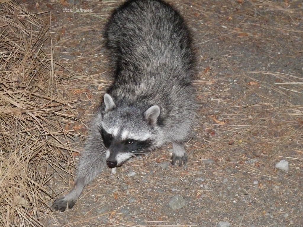 P1140818 w Raccoon in yard at night rjccski Flickr