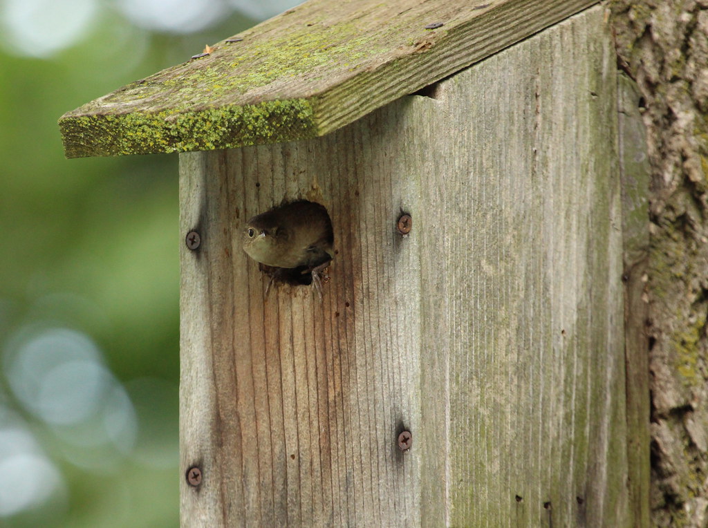 Living Wrent Free House Wren invading the Bluebird box O… Flickr