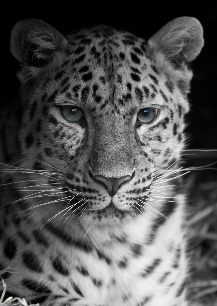 Amur leopard, The Amur leopard, Panthera Pardus Orientalis… Flickr