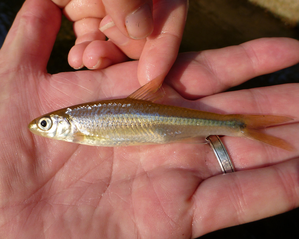 Spottail shiner Notropis hudsonius; Deer Creek, Susquehann… Flickr