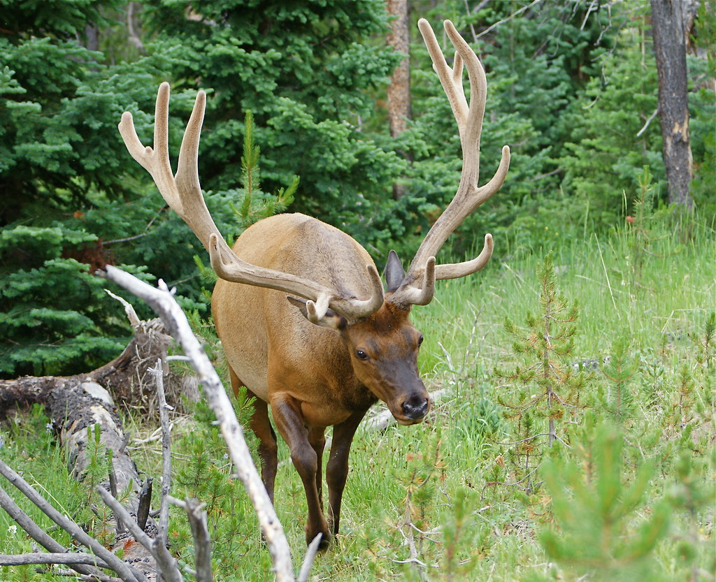 Male elk Saw this nice male elk near the south entrance of… Flickr