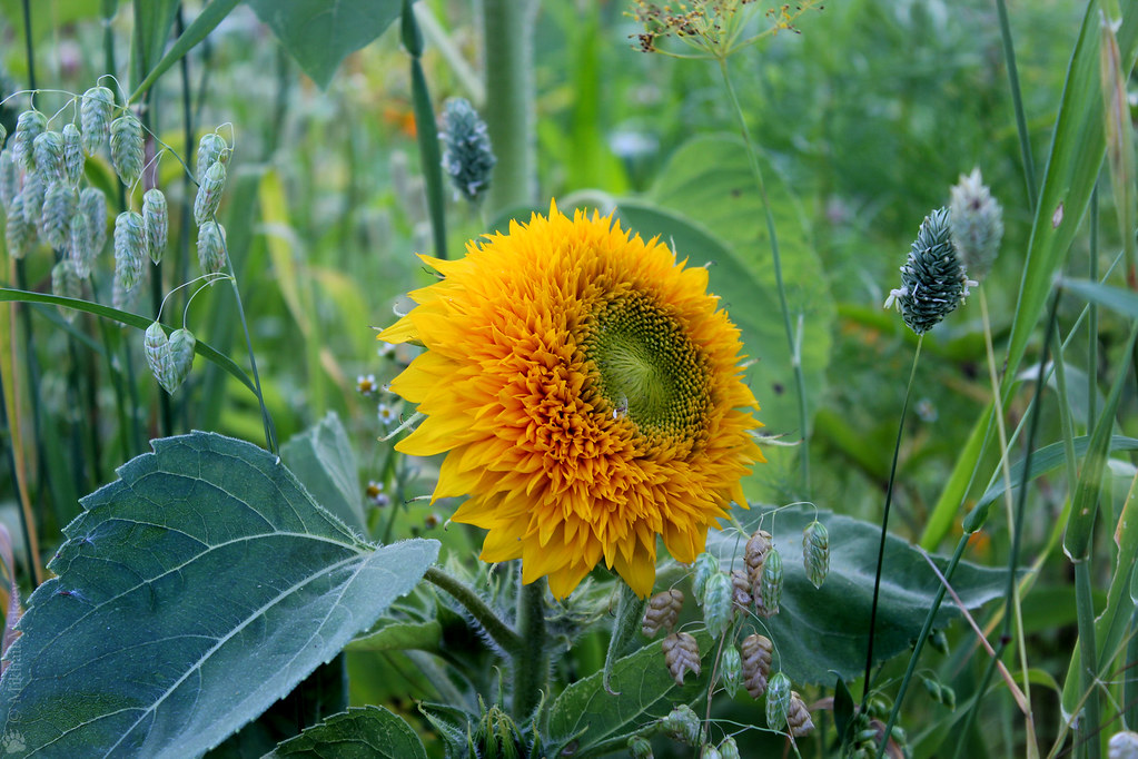 Sunflower 'Teddy Bear', Helianthus annuus 'Teddy Bear' — П… Flickr