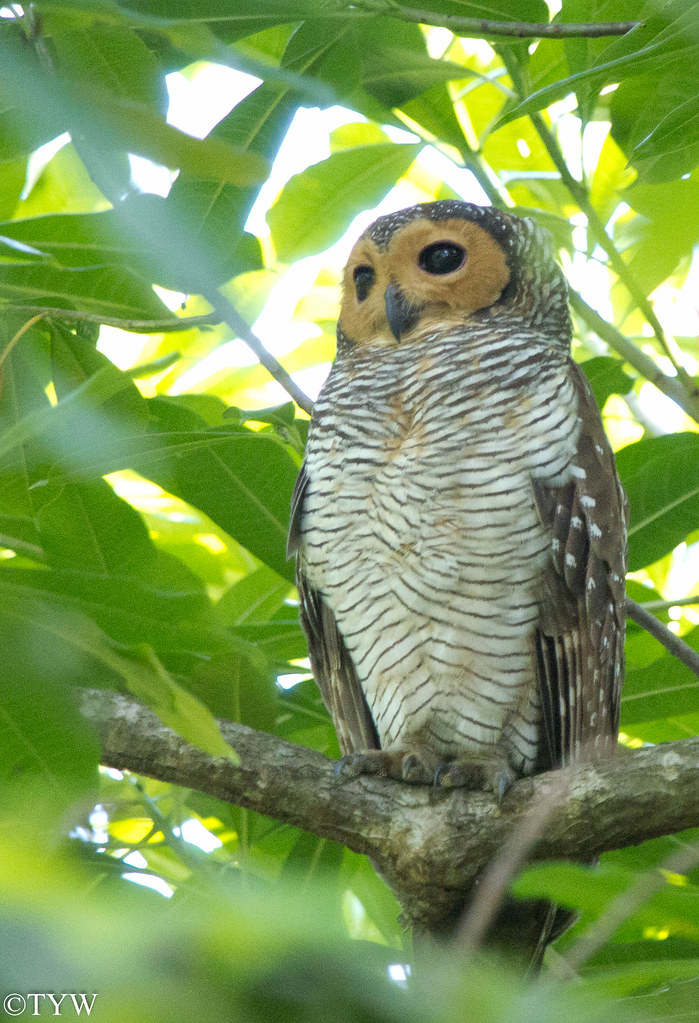 Spotted Wood Owl trowa05 Flickr