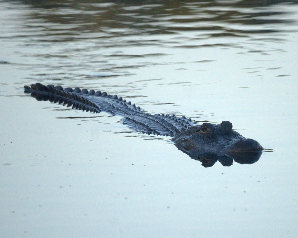 Alligator Dauphin Island Mike's Birds Flickr