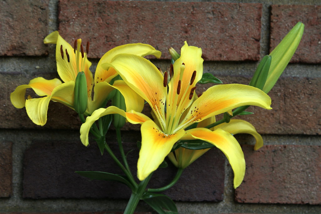 Asiatic Lily (Lilium asiaticum) Name courtesy of flickr me… Flickr