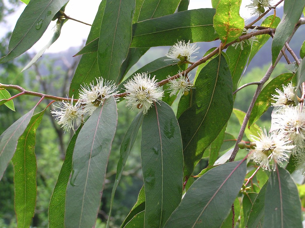 Eucalyptus macarthurii H.Deane & Maiden 1899 (MYRTACEAE) Flickr