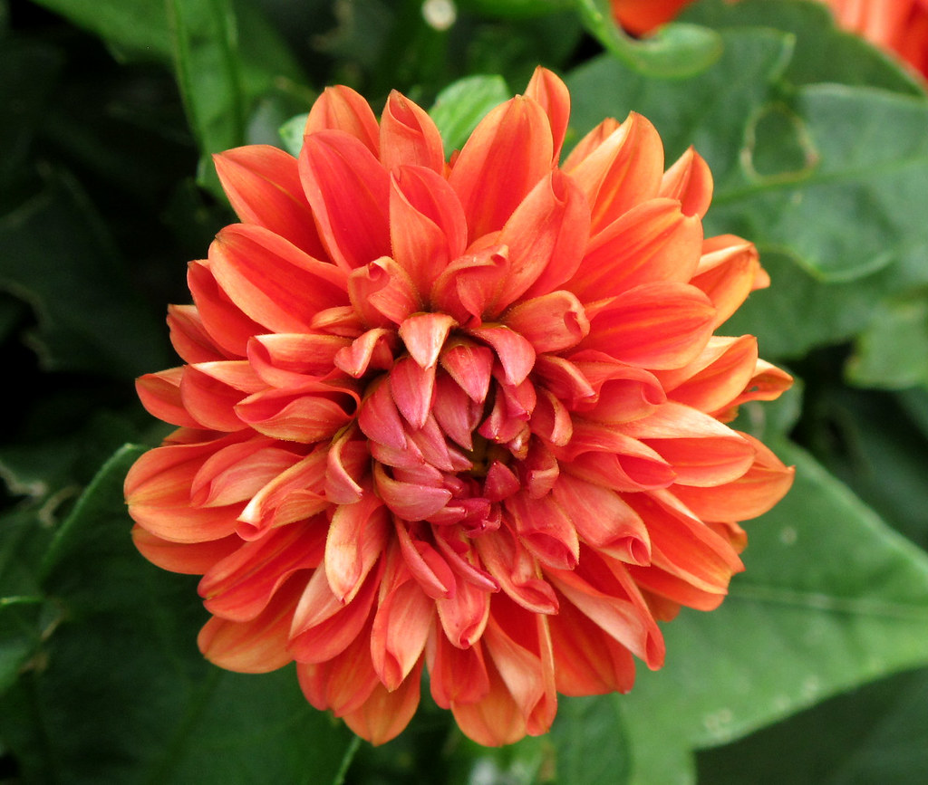 Dahlia, Kentlands, Flowers IMG_2759 July 4, 2012 photowalk… Flickr