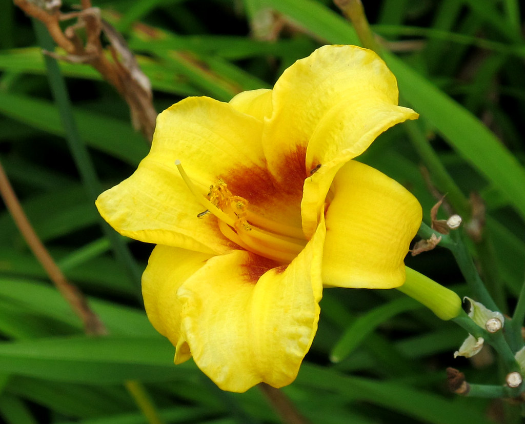 Daylily, Kentlands, Flowers IMG_2878 July 4, 2012 photowal… Flickr