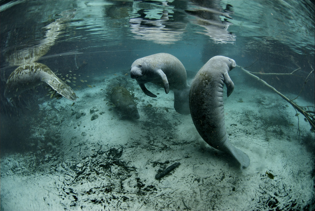 Real Manatees