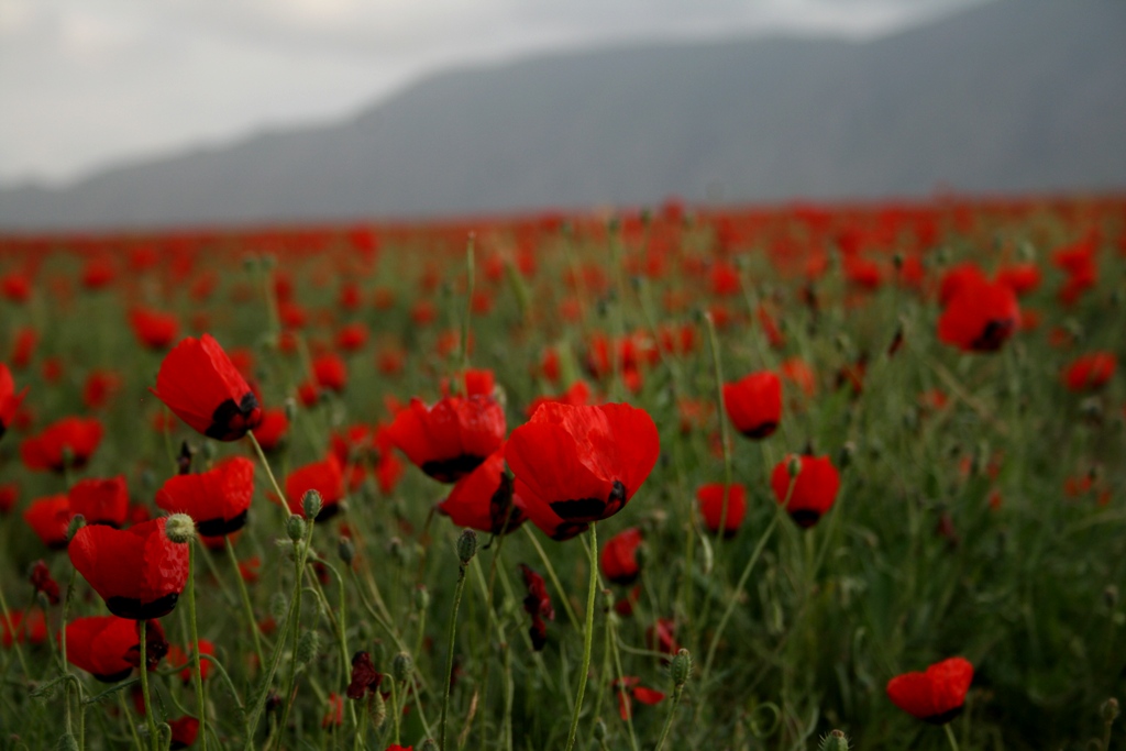 Poppy flowers in Afghanistan Spring flowers poppy in deser… Flickr