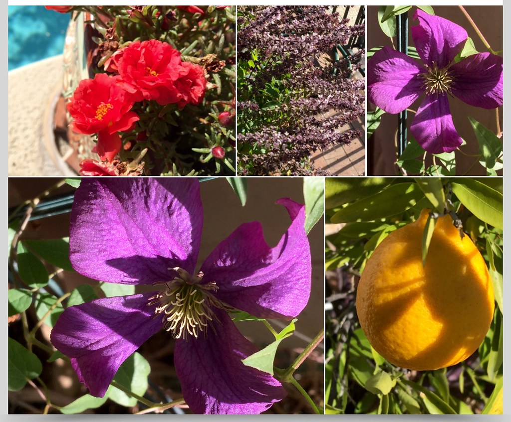Winter Flowers And Fruit In Tucson, Arizona Tomorrow I hop… Flickr