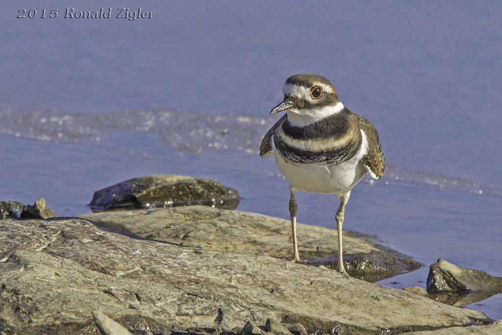 Killdeer IMG_7058 Peace Valley Park, Bucks County, PA ronzigler Flickr