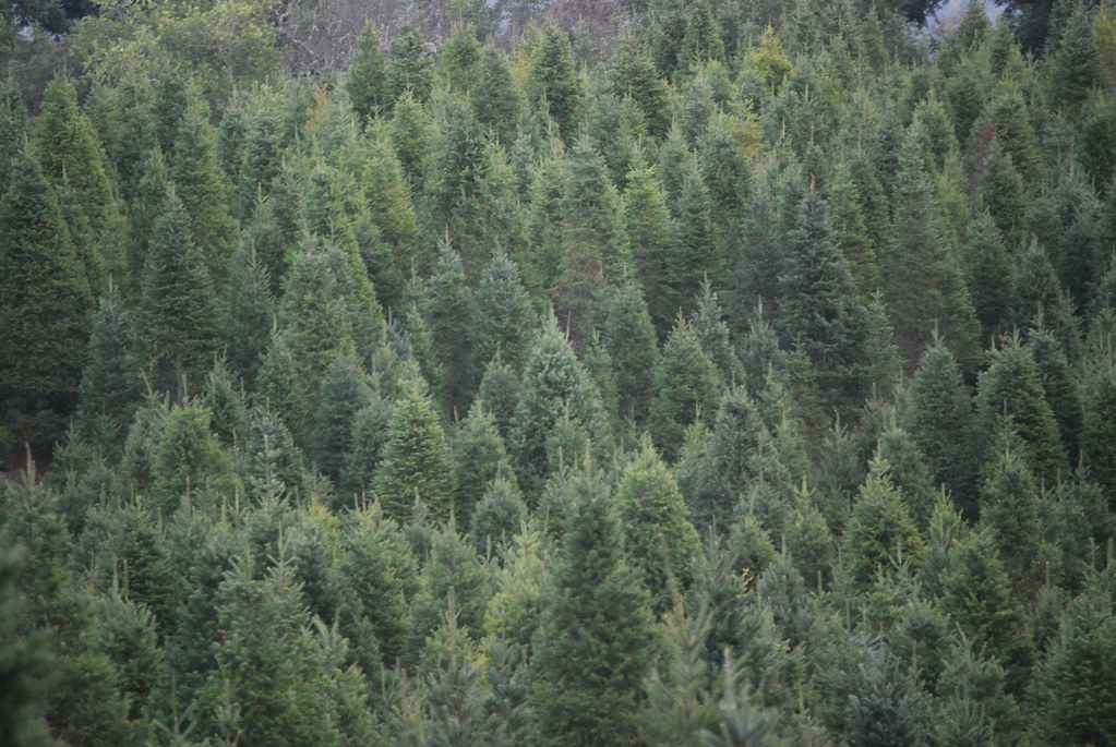 10 Best Christmas Tree Farms Near Seattle (2023) Our Adventure Journal