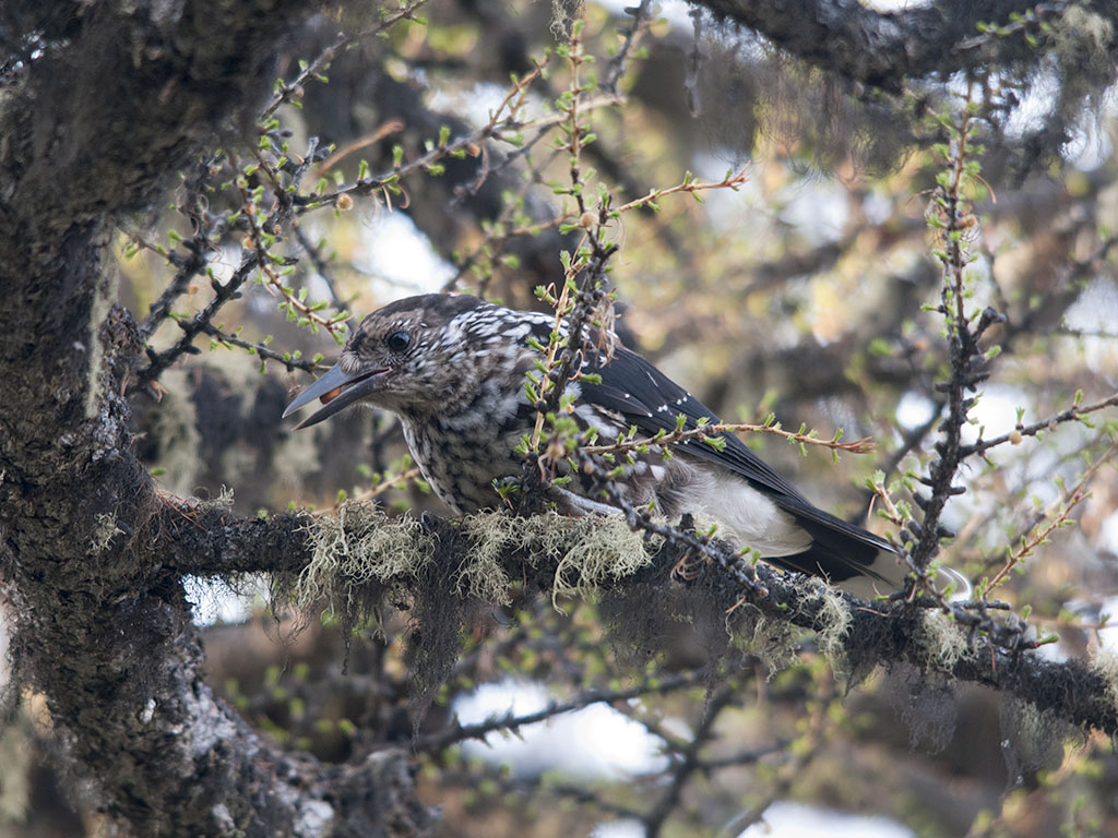 Nutcracker Nutcracker Nucifraga caryocatactes Кедровка… Flickr