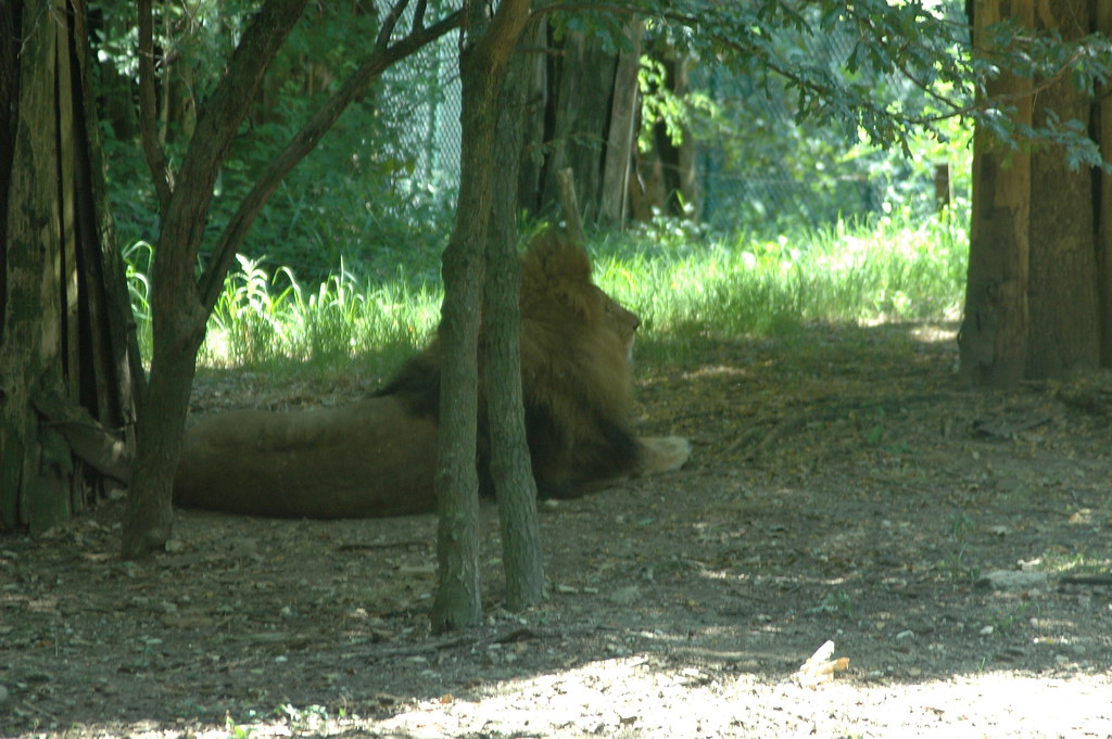 Zoo Pistoia 2012 Visita allo zoo di Pistoia Giugno 2012 Daniele