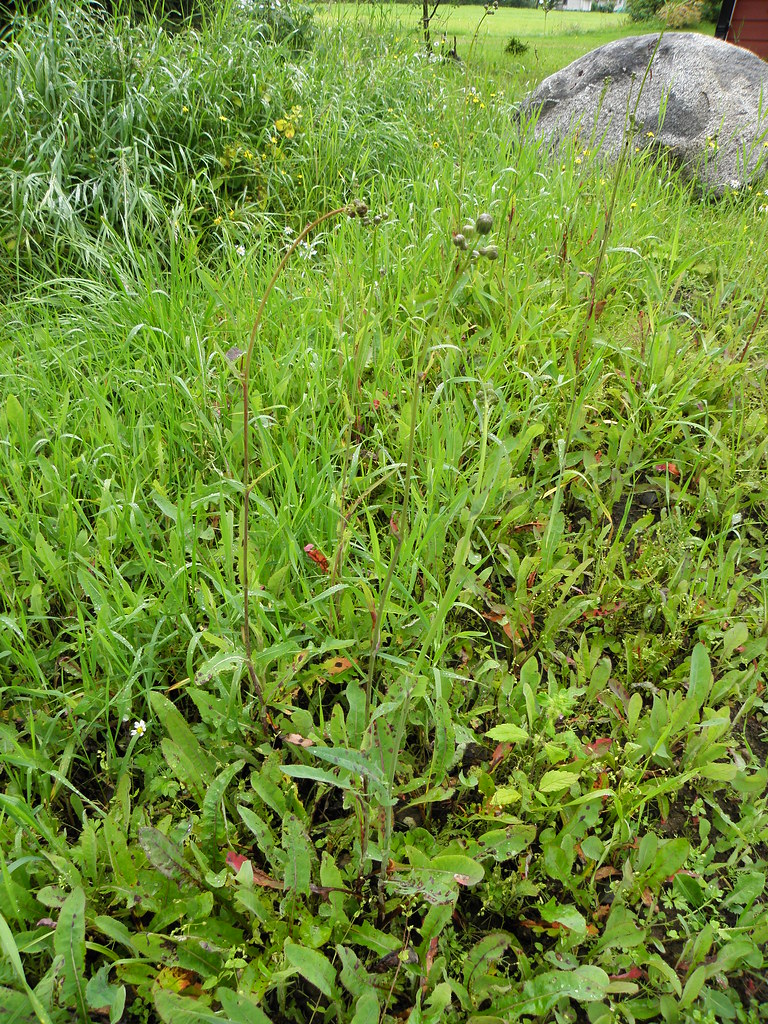 peltovalvatti Suomalainen nimi Tieteellinen nimi Heimo … Flickr