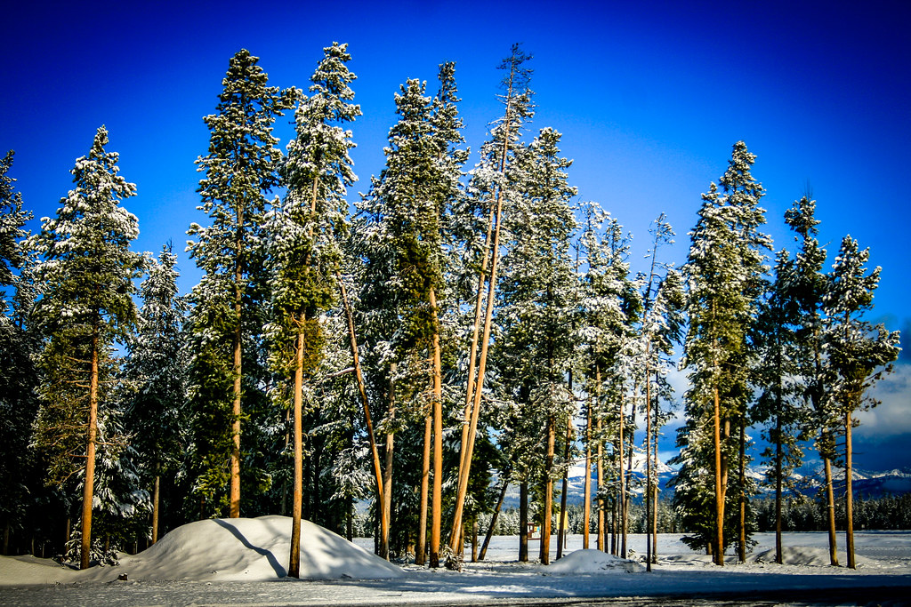 Lodgepole Pine A look back. West Yellowstone, MT Copyright… Flickr