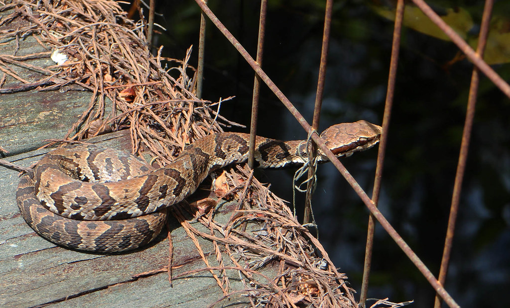 Cottonmouth, south USA Agkistrodon piscivorus Gra… Flickr