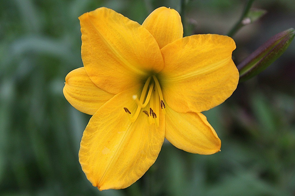 Backyard Golden Chimes Daylily 014 Golden Chimes daylily i… Flickr