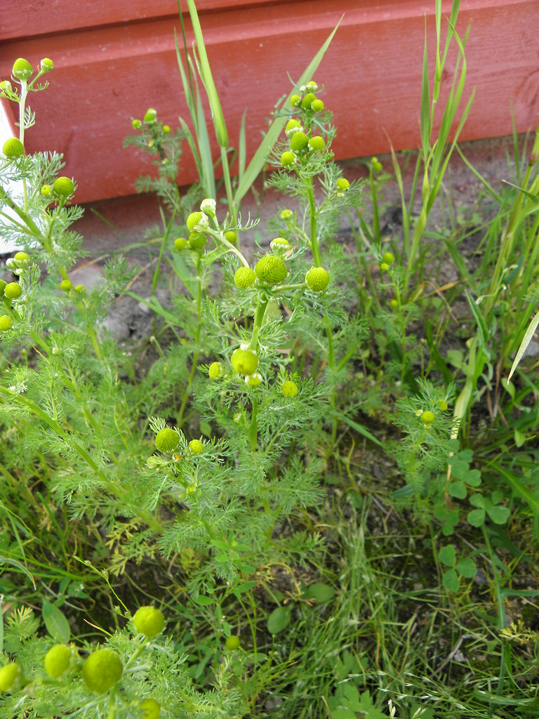 pihasaunio Suomalainen nimi Tieteellinen nimi Heimo Kas… Flickr