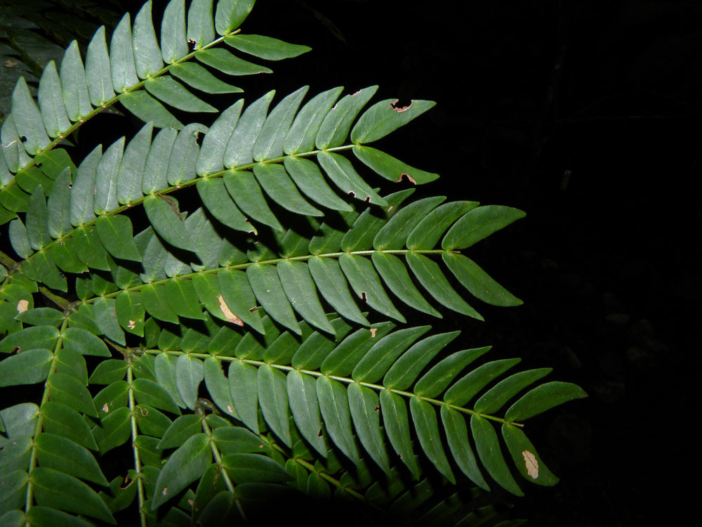 Cojoba sophorocarpa (Benth.) Britton & Rose Vascular Plant… Flickr