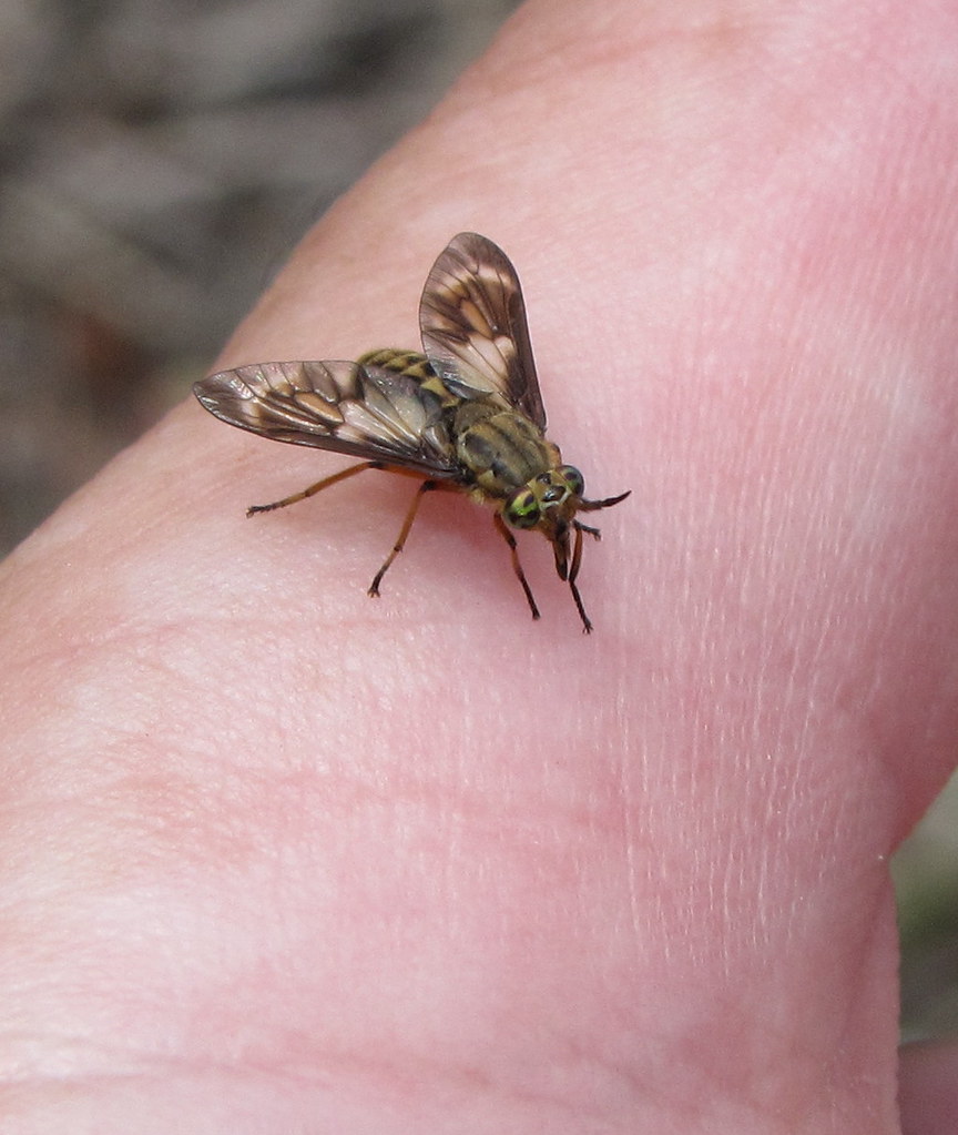 Deer Fly female Ok, now this is a female deer fly in the g… Flickr