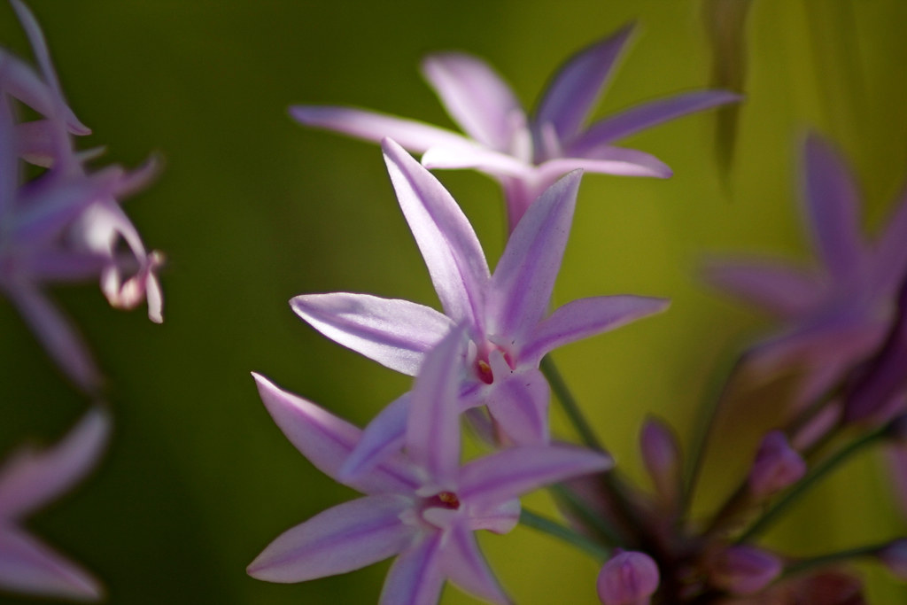 Purple SixPetal Flowers Not sure what kind these are lo… Flickr