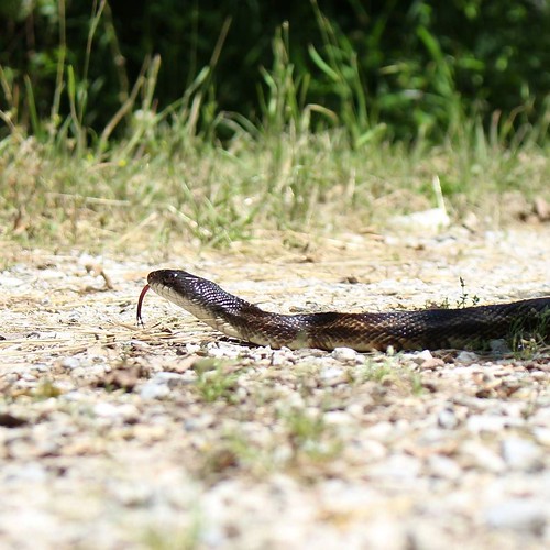 ...scared the bejeezus out of us. snake texasnaturephoto… Flickr