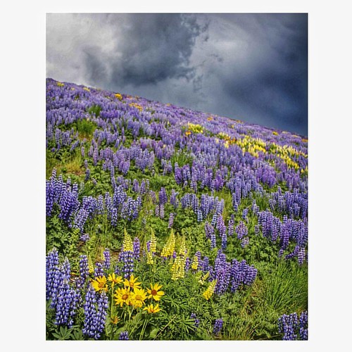 Croy Canyon (2) Colorado Gulch. wildflowers idahowildflo… Flickr