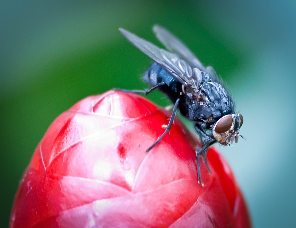 The Fly II Fly on Flower at the Calgary Zoo Geoff Lovick Flickr