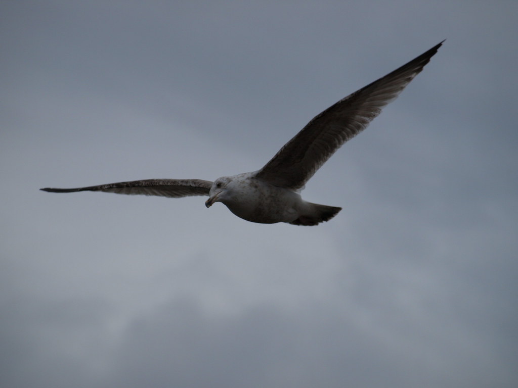 16/04/12 Bird on the wing Dave Flickr