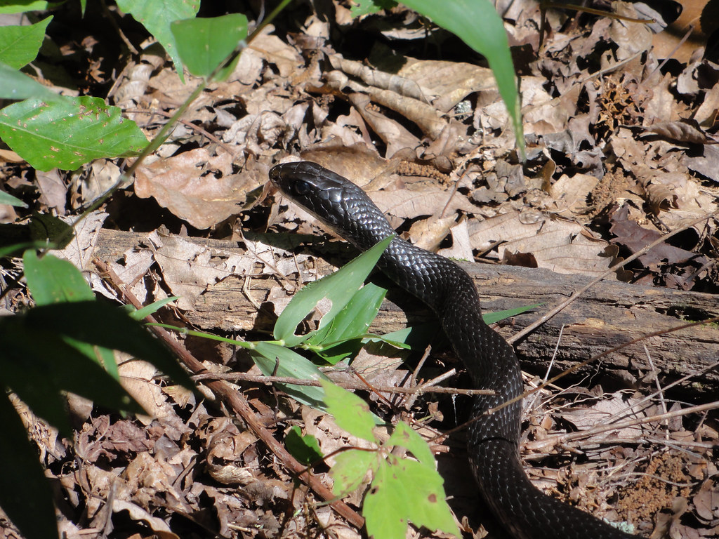 Black Snake Bart Everson Flickr
