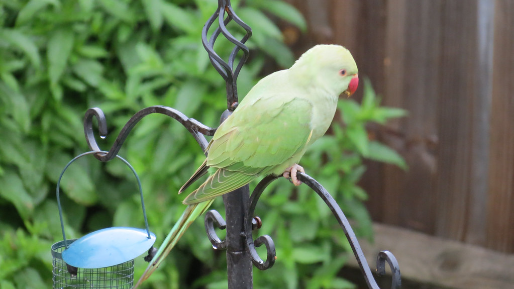 Wild Parrot in North London Wild Parrot (Parakeet) in Nort… Flickr